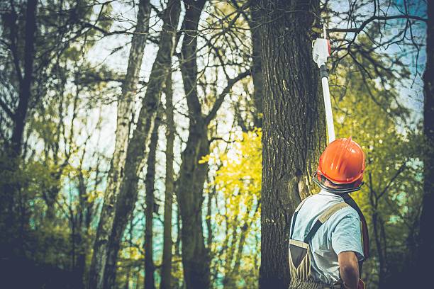 Tree and Shrub Care in Limon, CO